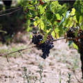 Enogastronomia, tradizione vinicola e culinaria dell'Isola d'Elba